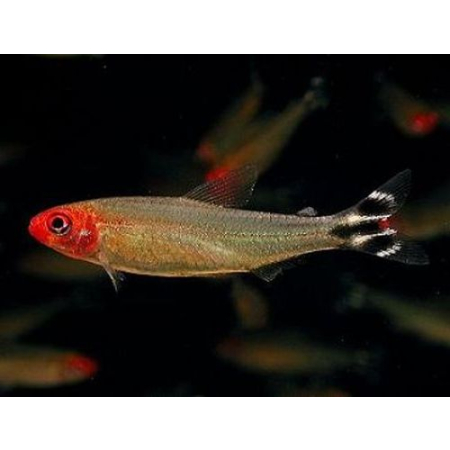 Zwinnik czerwonousty, rodostomus zwinnik